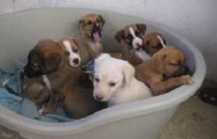 bianca puppies