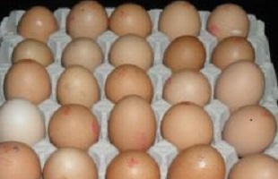 eggs