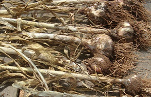 na horta june3